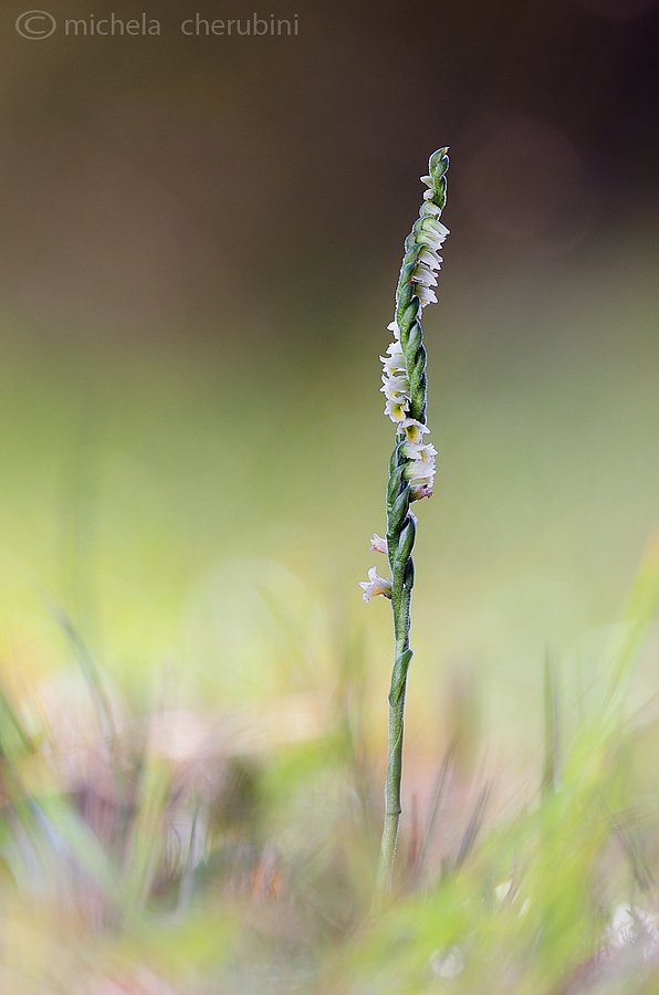 Spiranthes spiralis